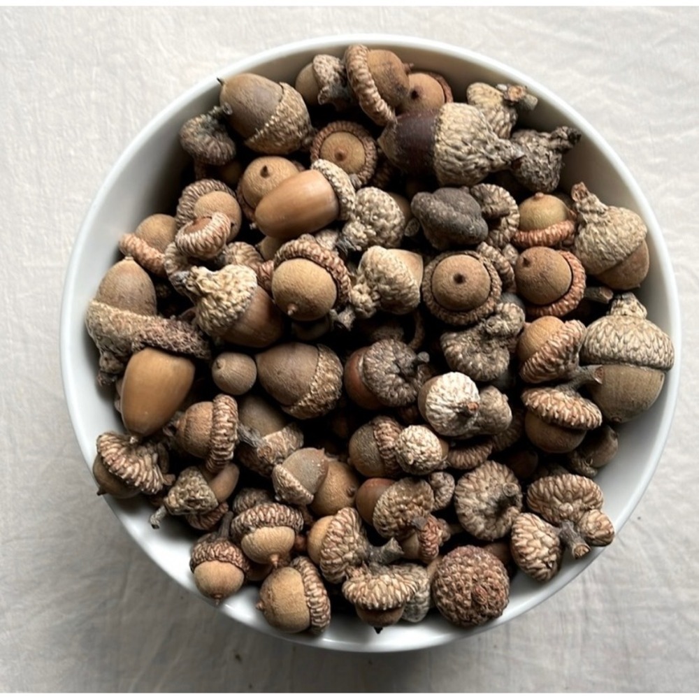 40 Natural Dried Acorns with Caps Rustic Cottagecore Fairycore Boho Decor